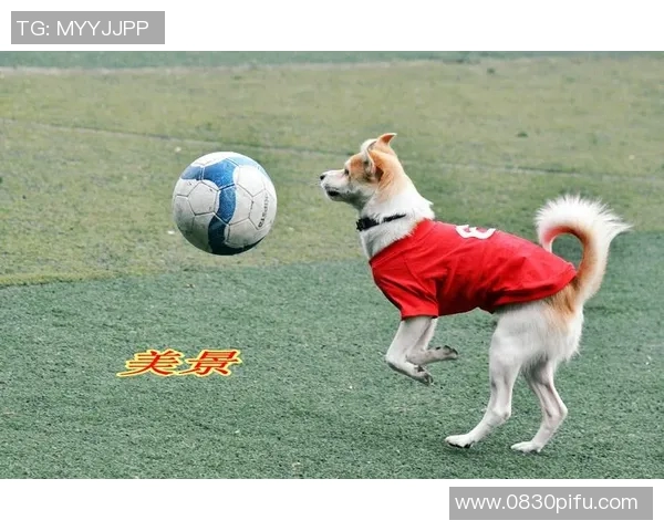 足球明星与狗仔队的追逐战揭秘背后的故事与真相